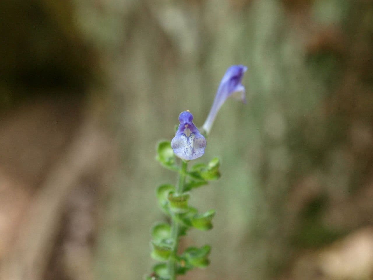 Scutellaria ovata 2