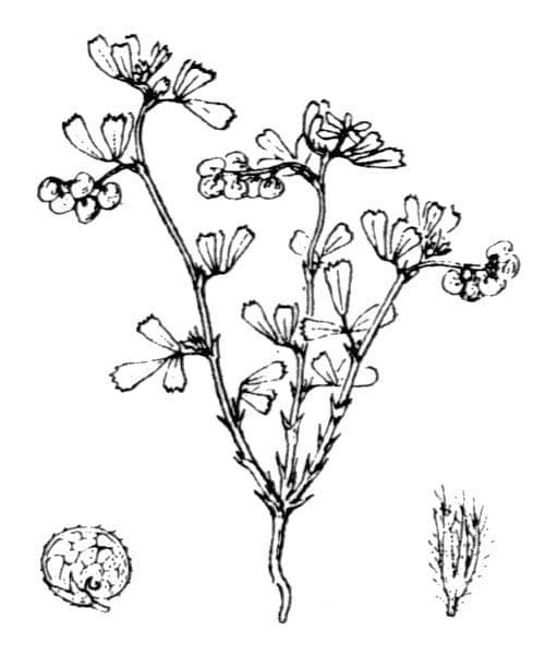 Medicago 18