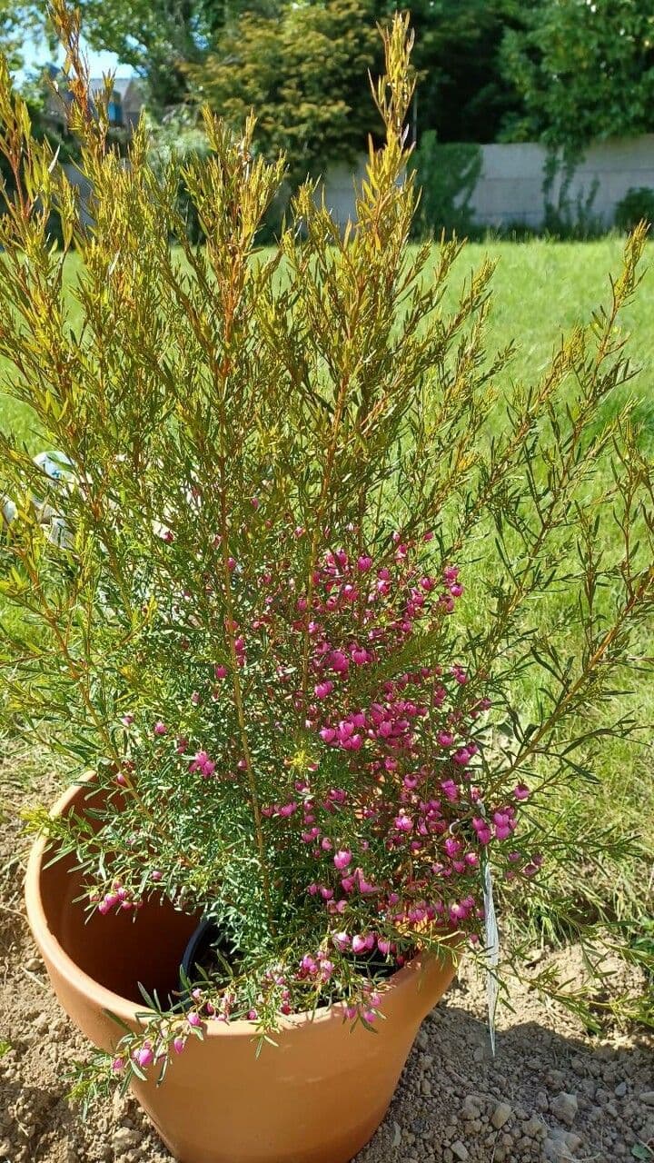 Boronia 12