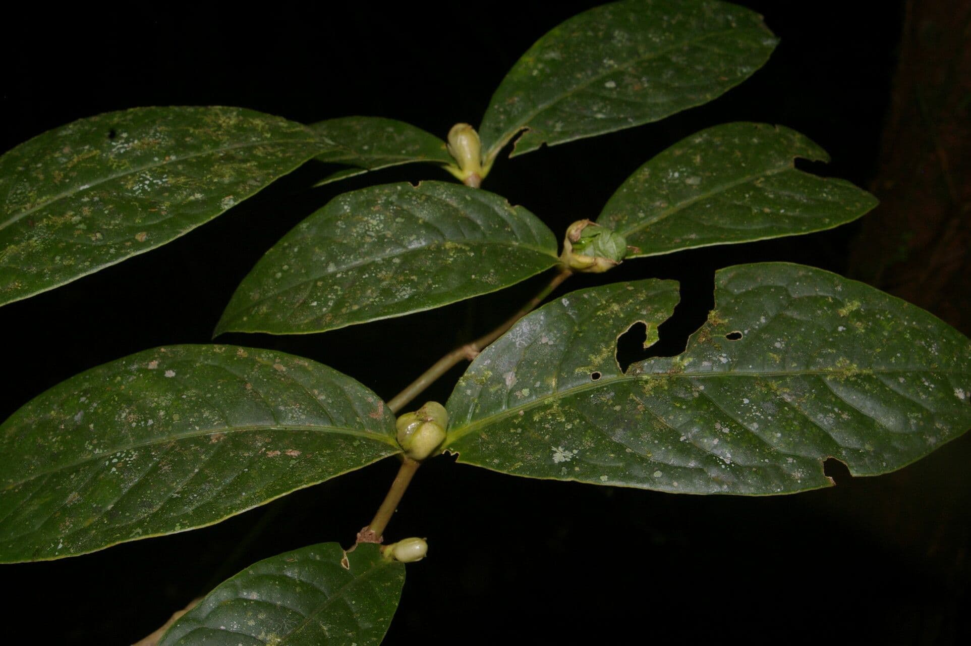 Rudgea