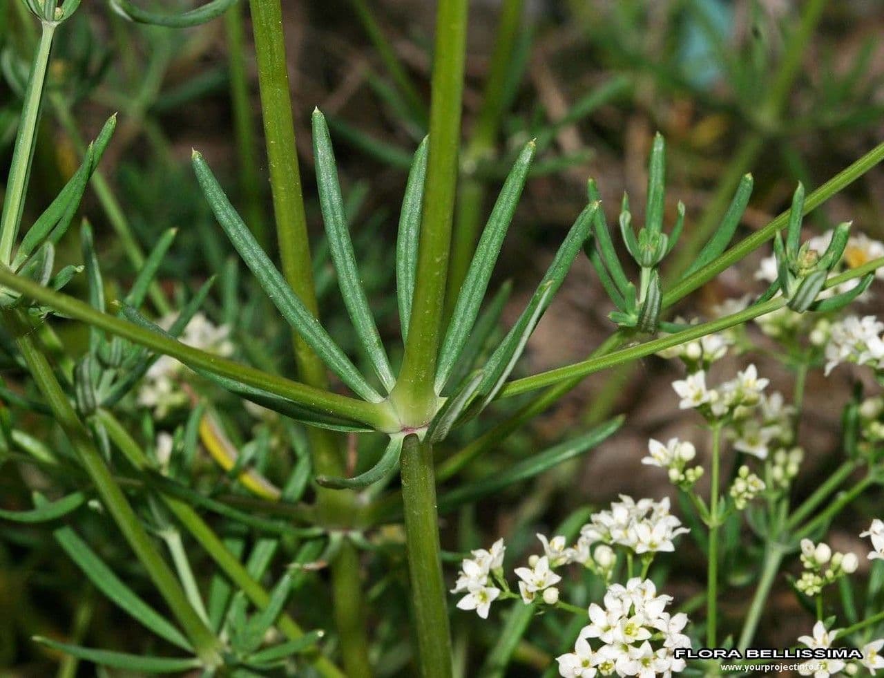 Rubia glauca 24