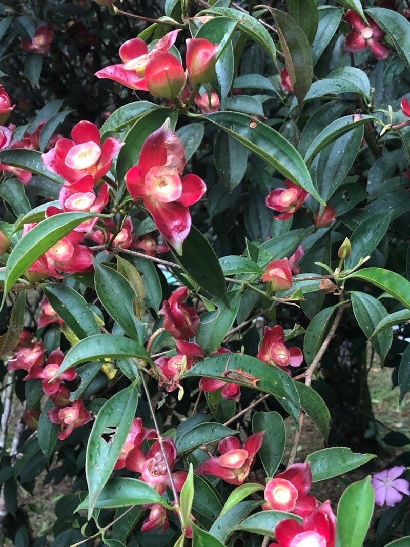 Blakea litoralis 8