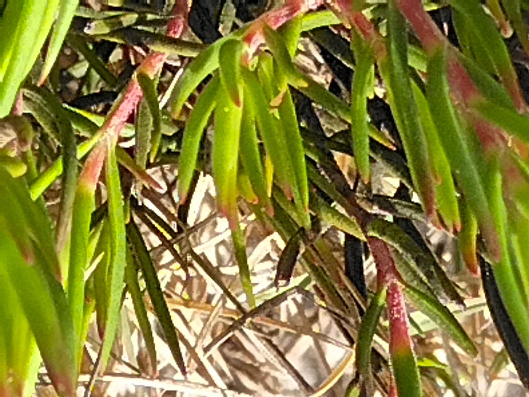 Borracina 3