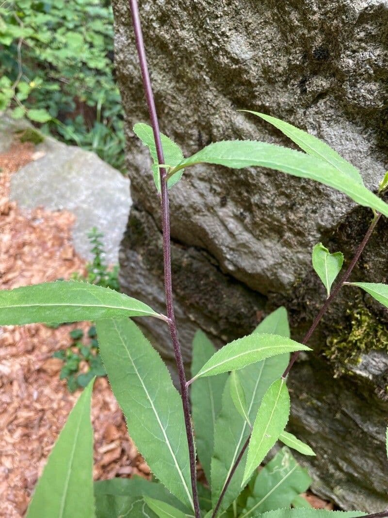 Senecio 20