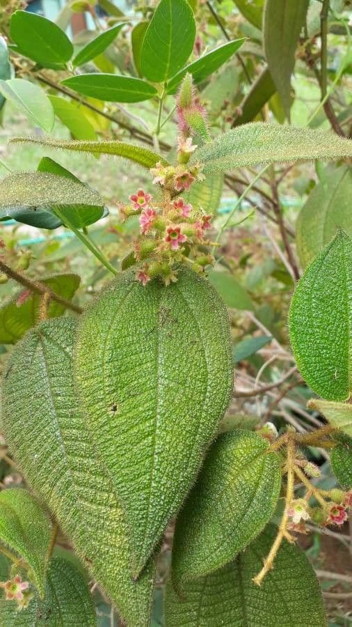 Miconia pendente 16