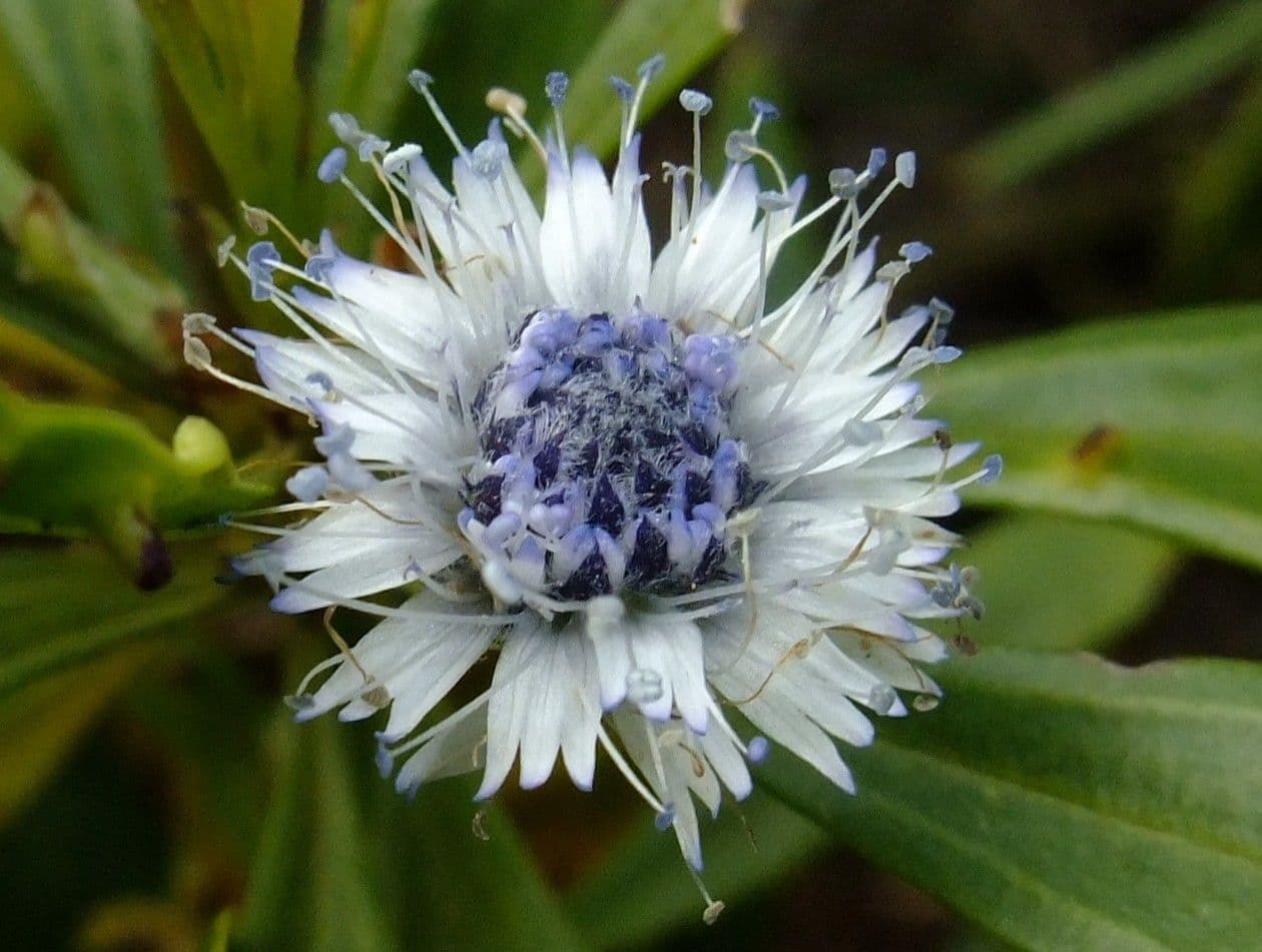 Globularia salicina 5