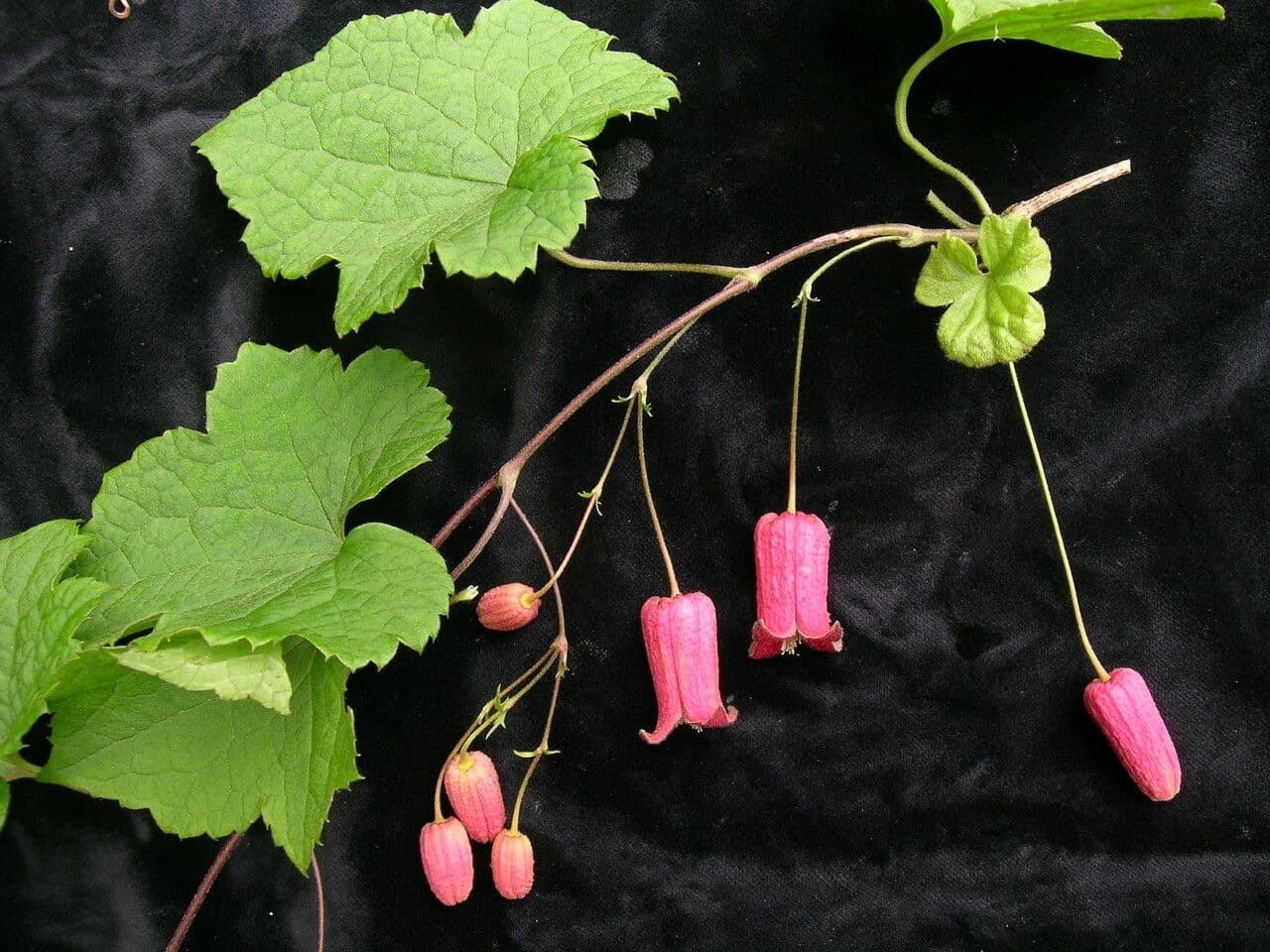 Clematis 6