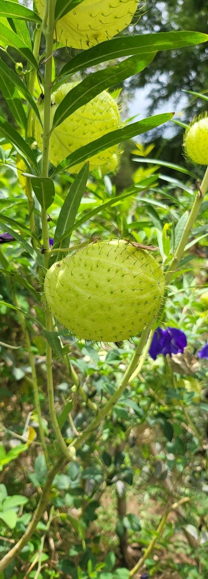 Gomphocarpus physocarpus 8