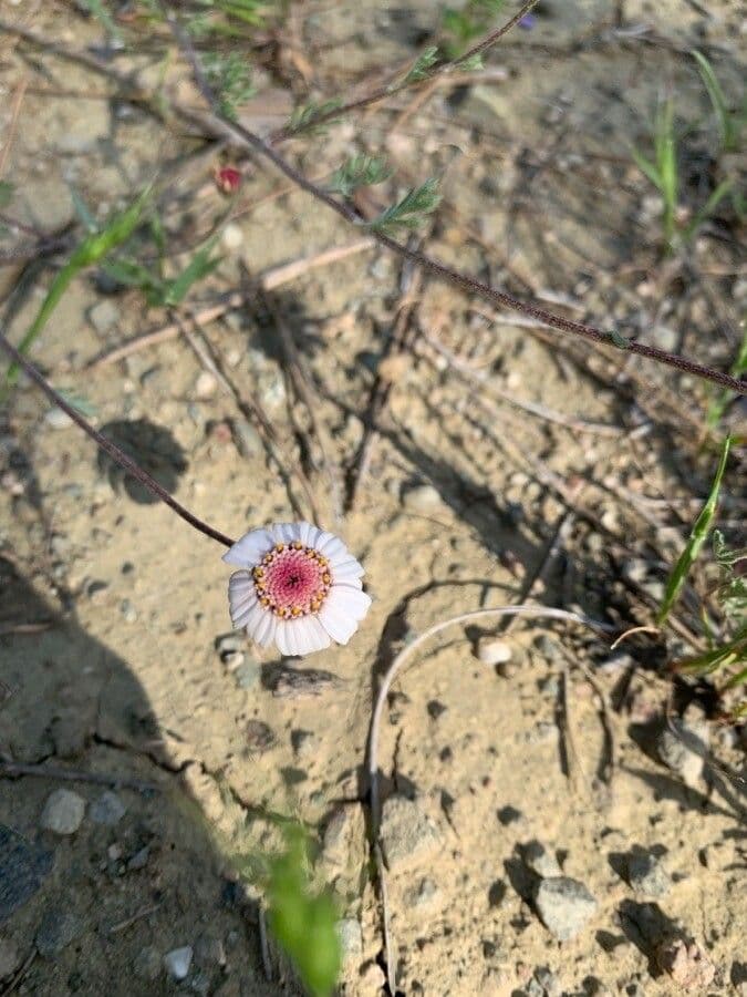 Camomilla