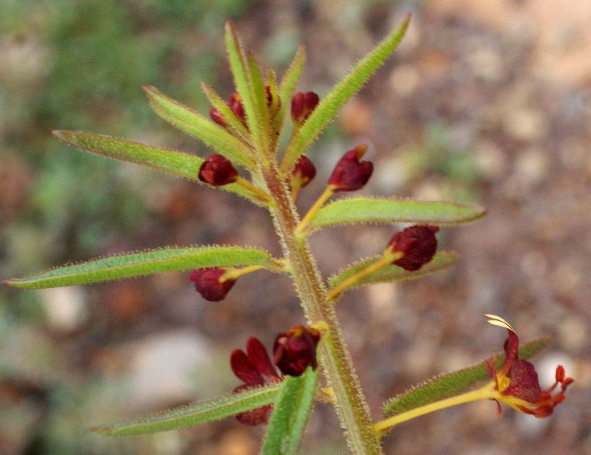 Cleome violacea 17