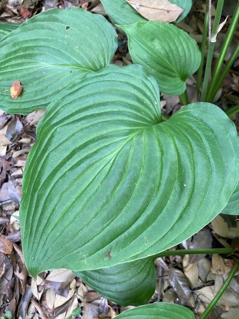 Hosta ventricosa 10