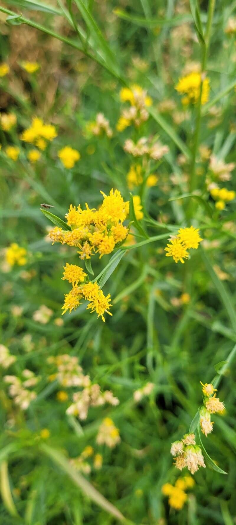 Euthamia graminifolia 8