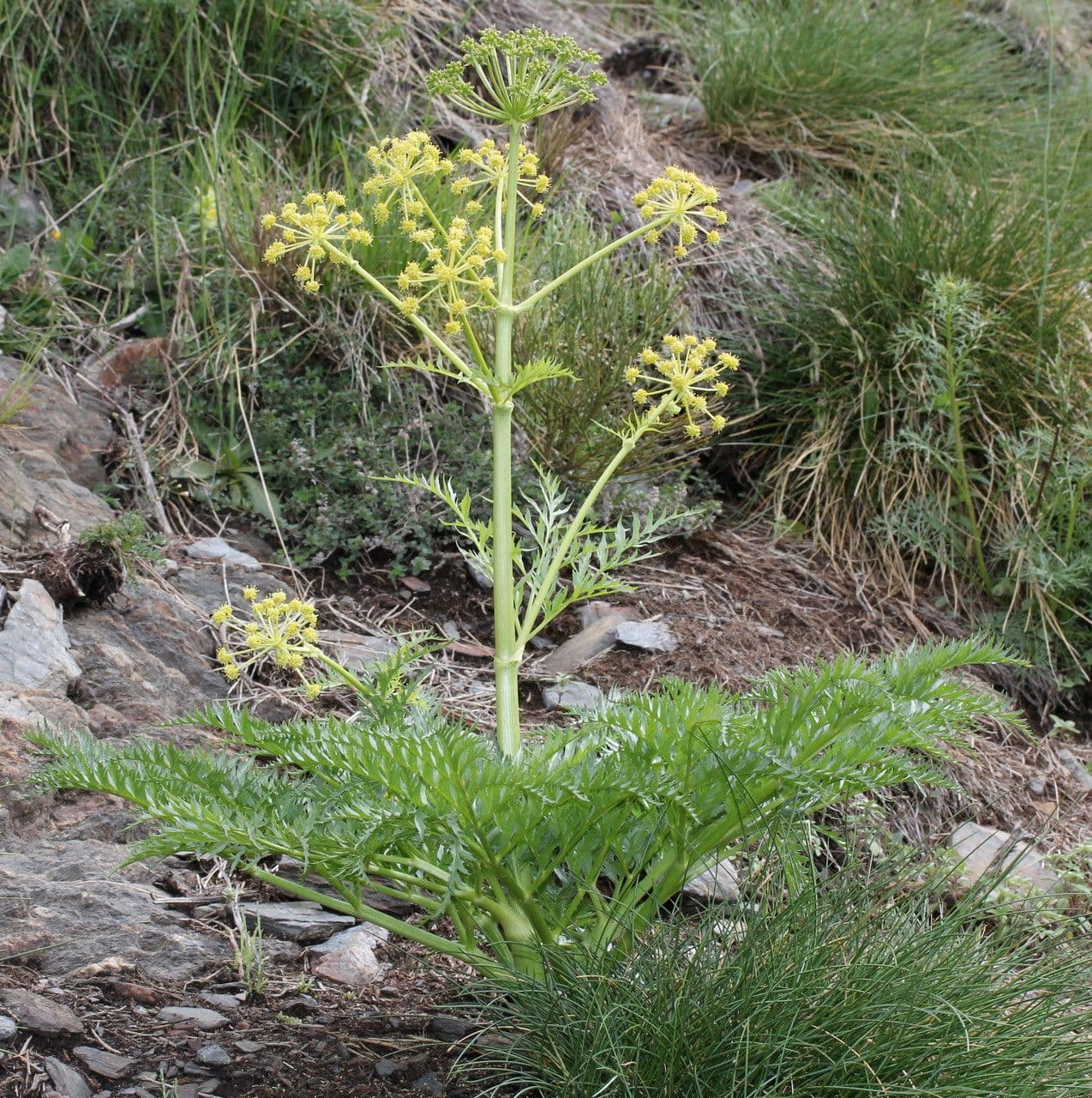 Molopospermum 12