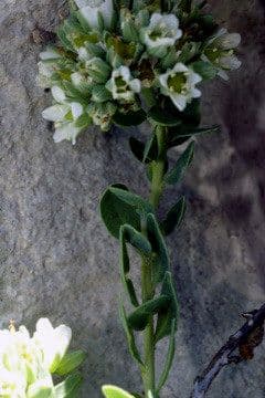 Telephium imperati 10