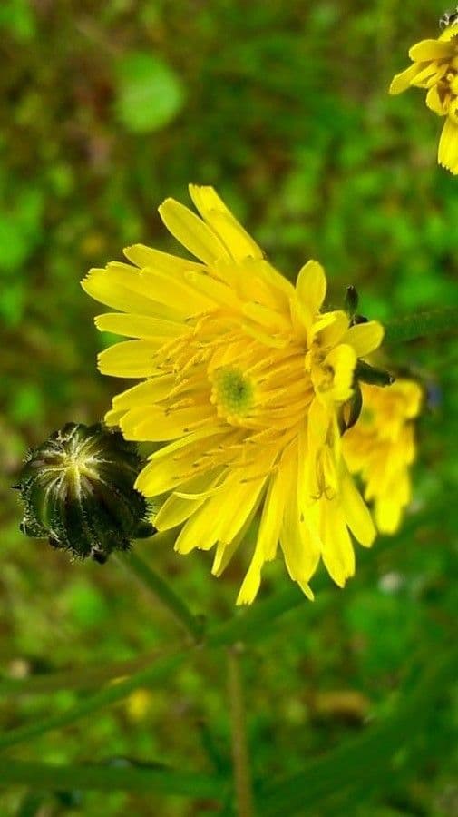 Radicchiella vescicosa 7
