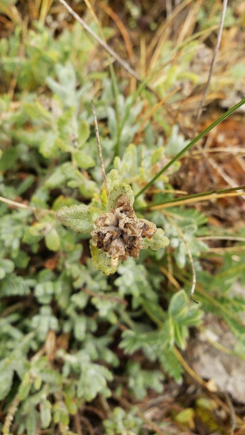 Teucrium 2