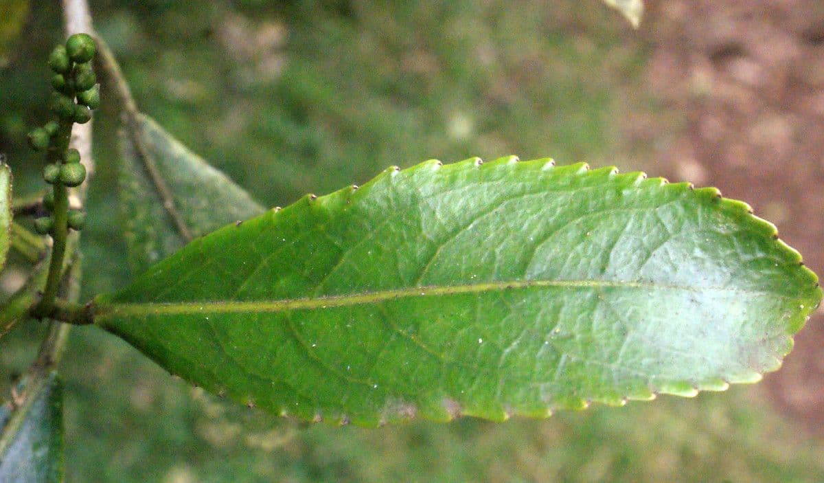Claoxylon 19