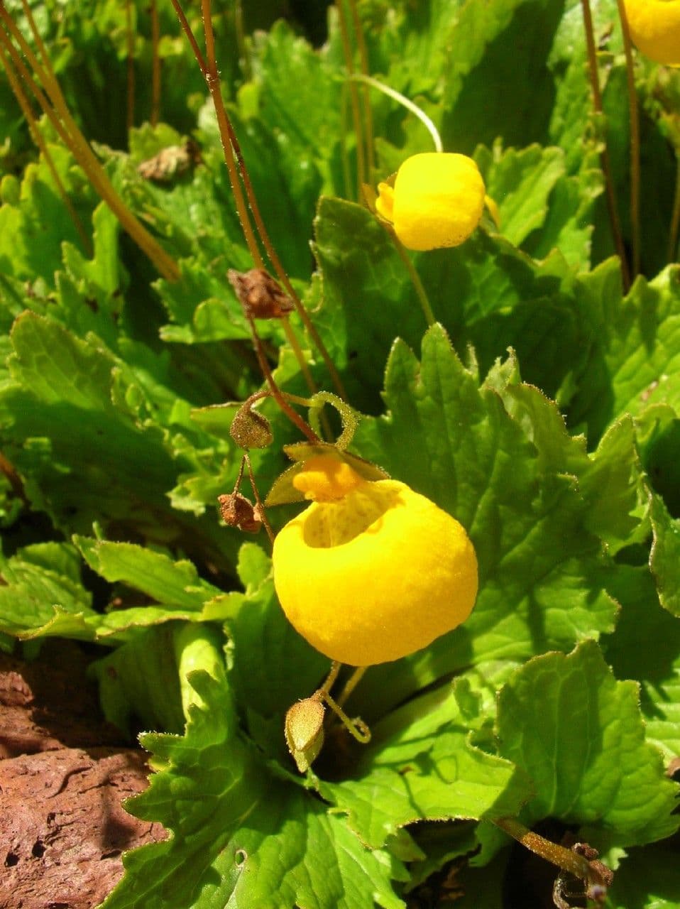 Calceolaria 2