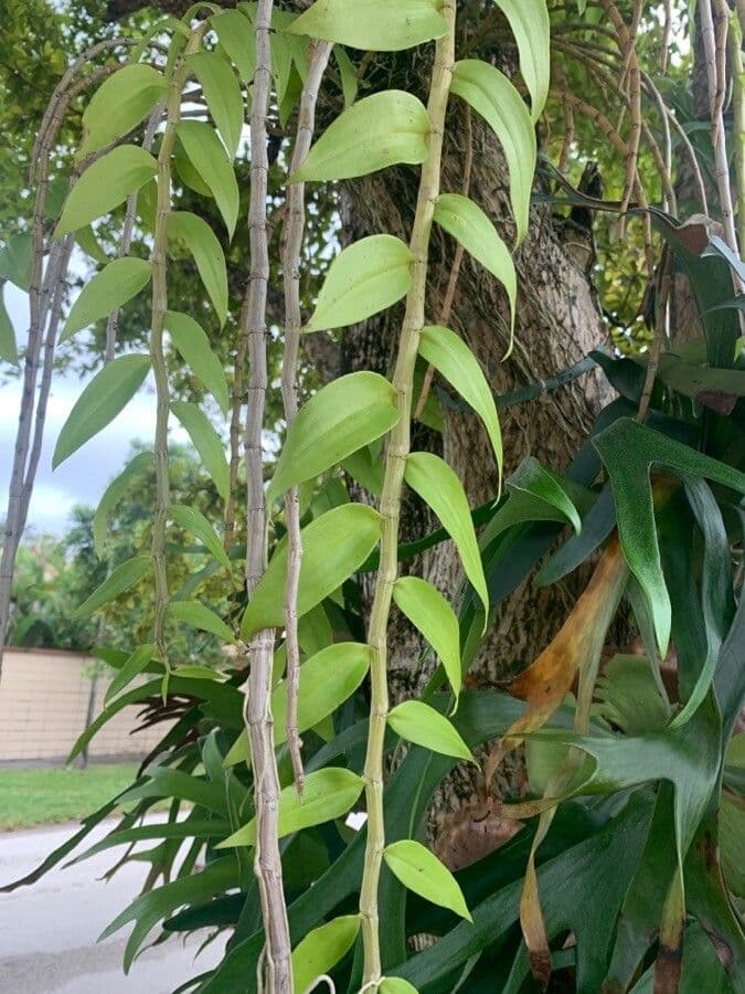 Dendrobium apillo 9