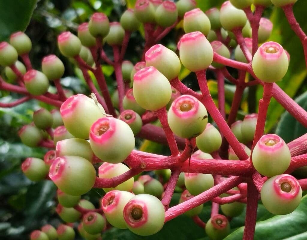 Ardisia eliptická