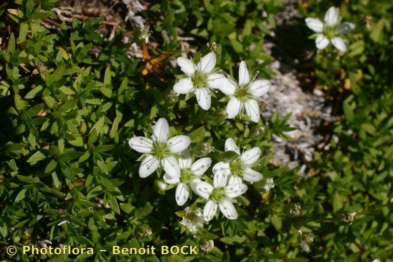 Minuartia 15