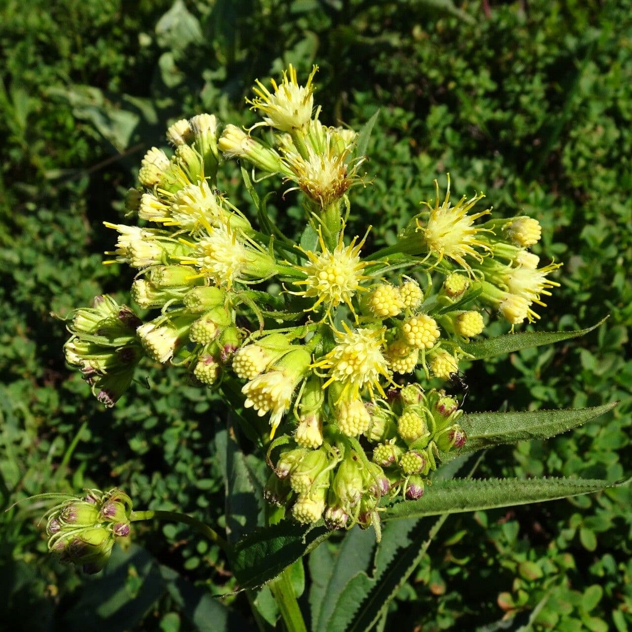 Senecio 6