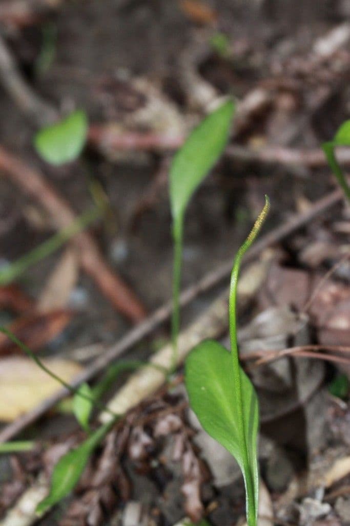 Ophioglossum 3