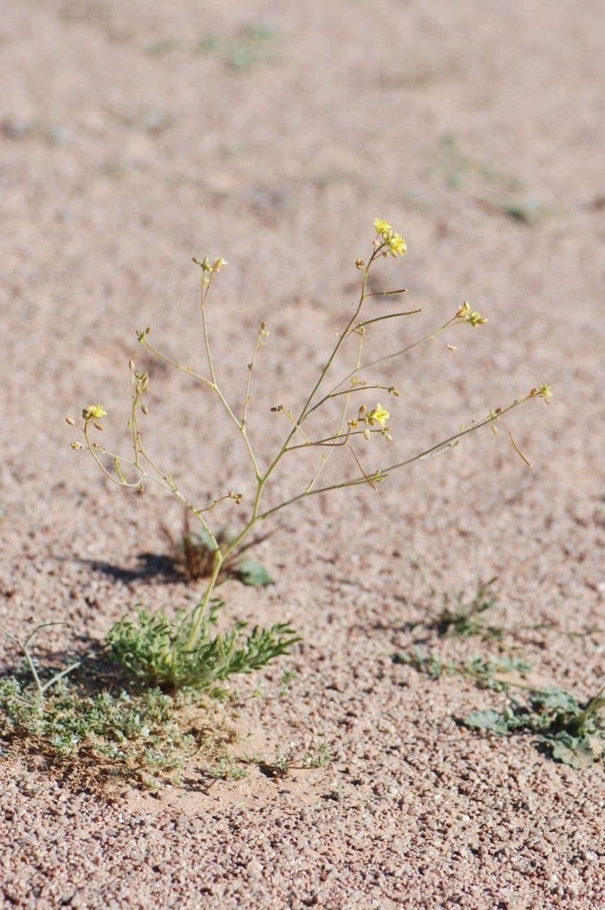 Diplotaxis di Pitard 8