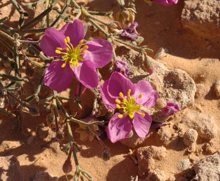 Spergonella frangiata
