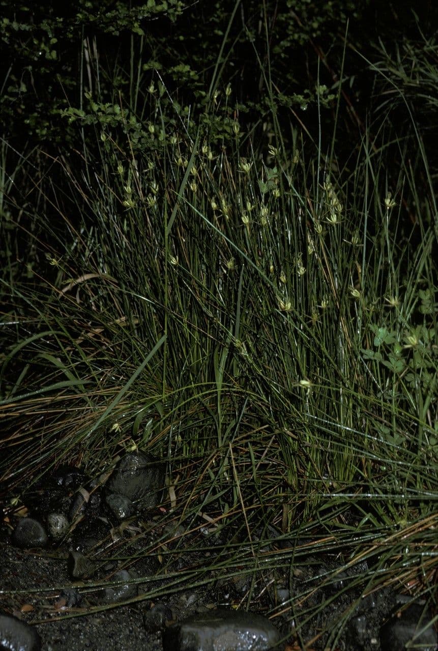 Marsippospermum 2