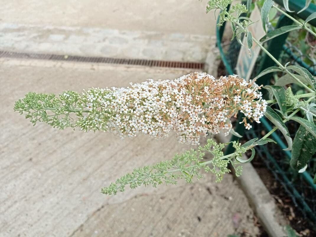 Buddleja