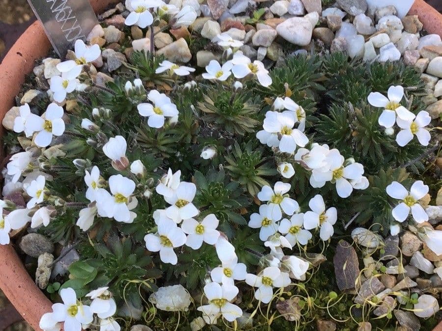 Draba dedeana