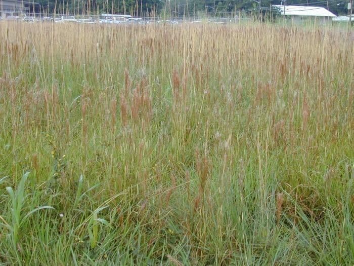 Schizachyrium condensatum 4
