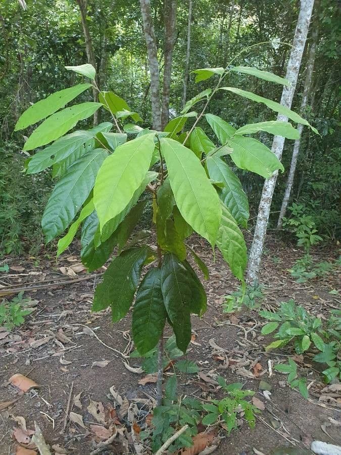 Cacao 16
