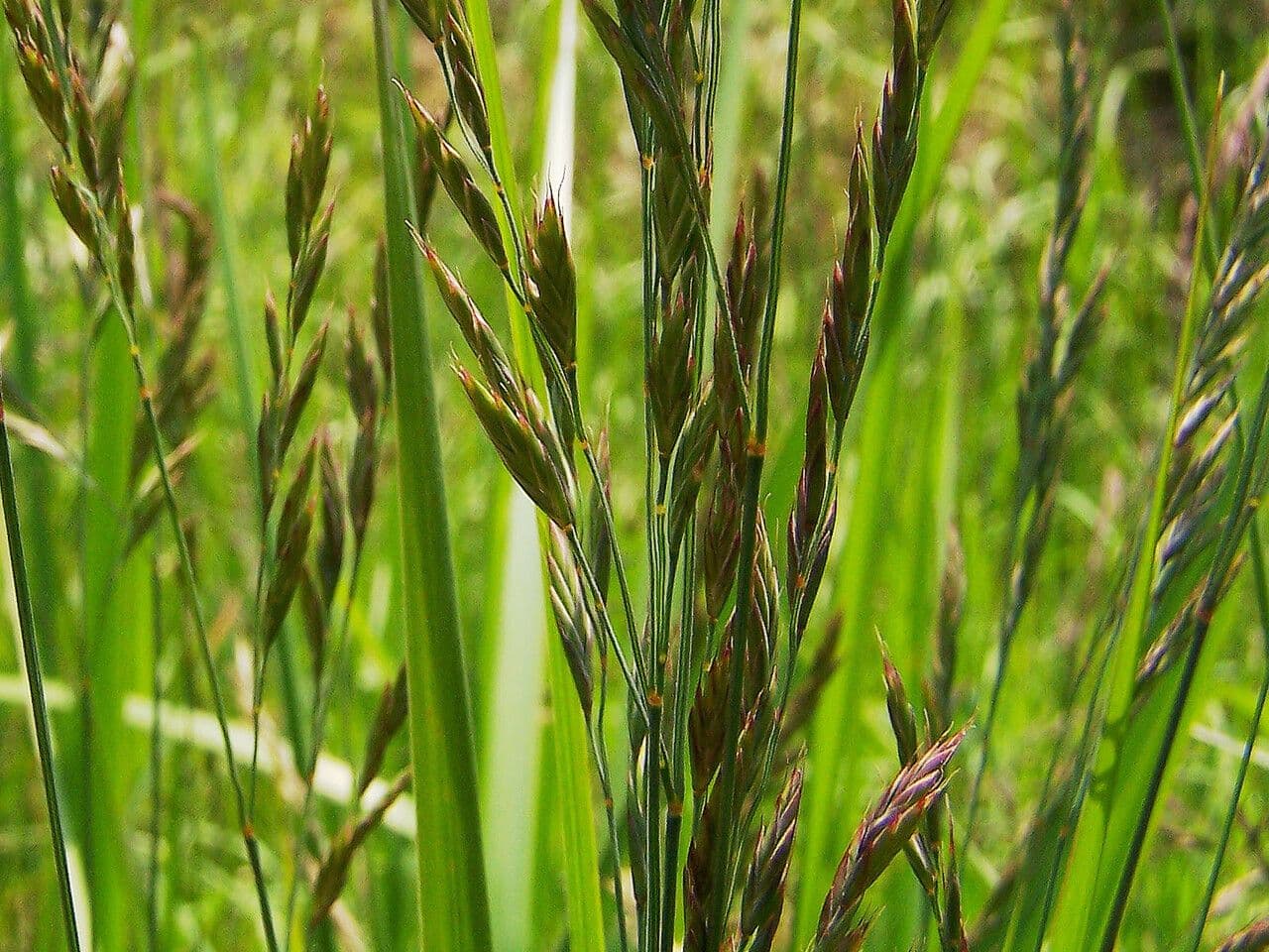 Brome dressé 7
