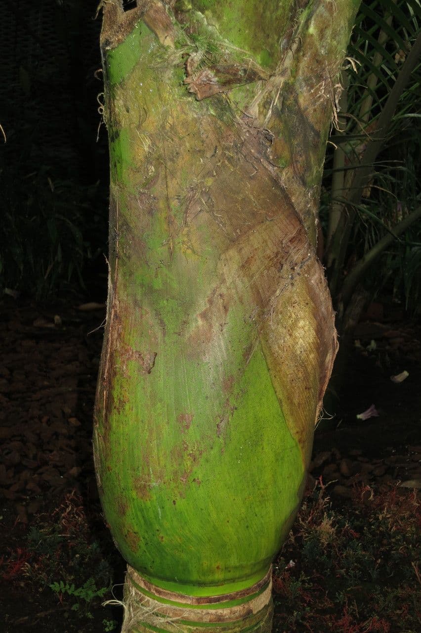 Palma Nikau 26