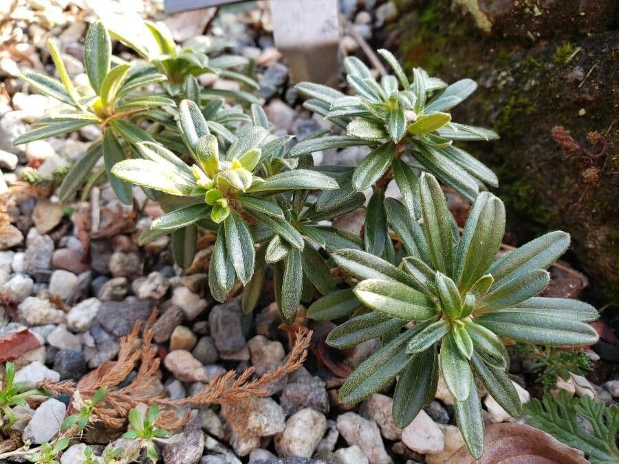 Difenbaachie 6