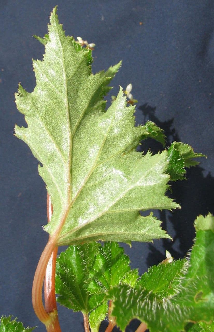 Begonia 8