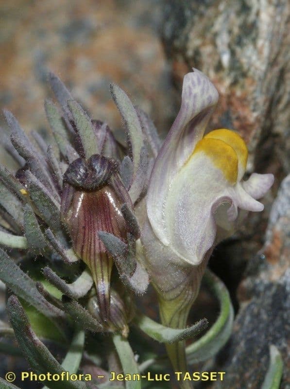 Linaria glaciale 2
