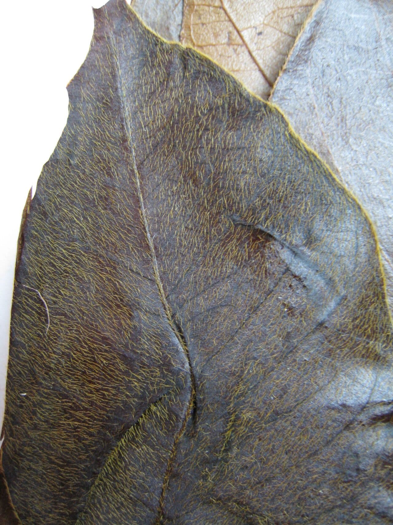 Inga pelosa
