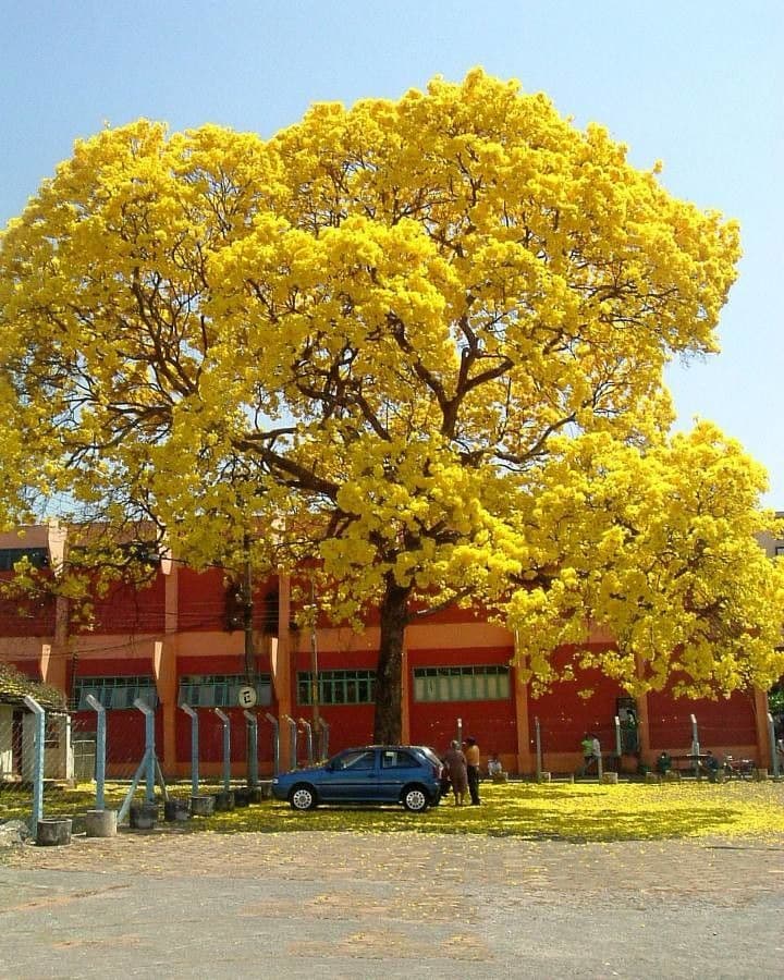 Lapacho giallo 6