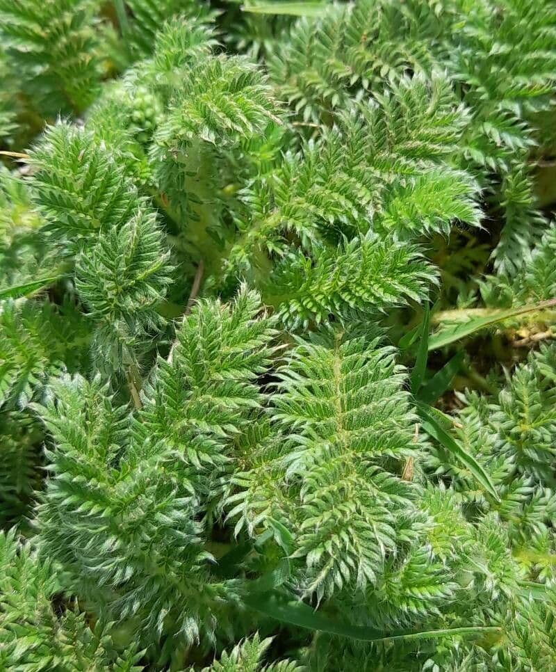 Acaena 9