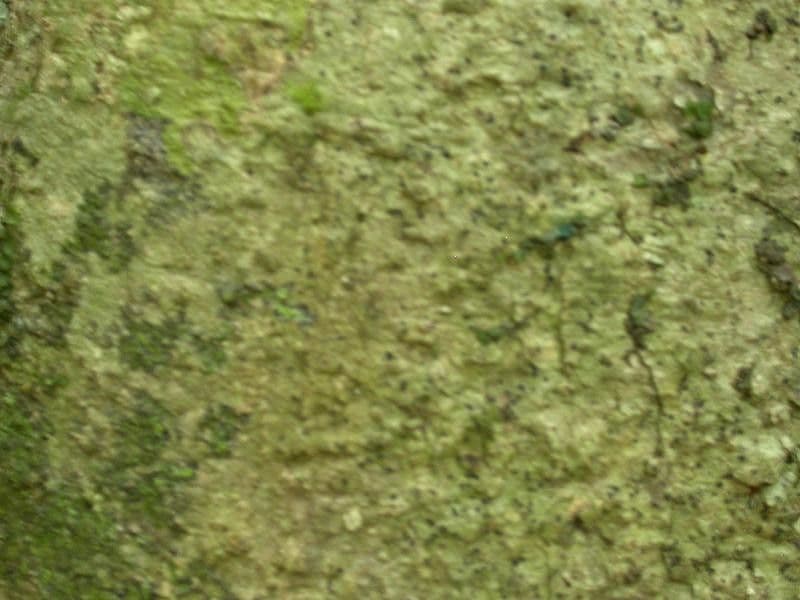 Drüsen-Hirtella 6