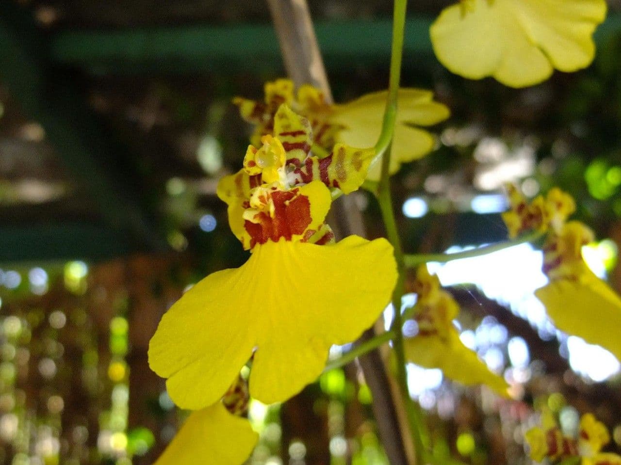 Gomesa