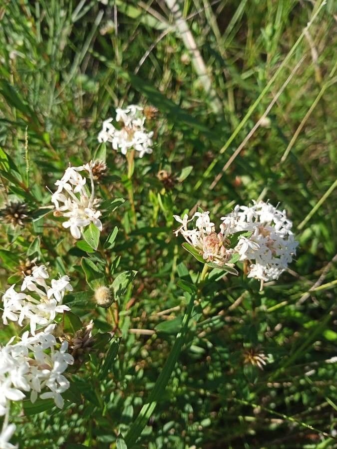 Pimelea humilis 6