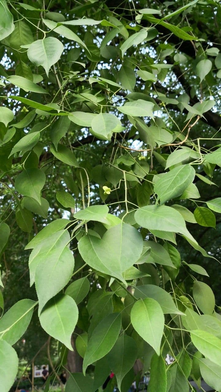 Euonymus maackii 13