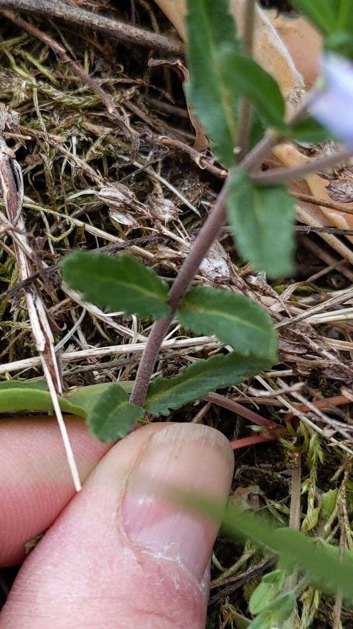 Veronica prostrata 17