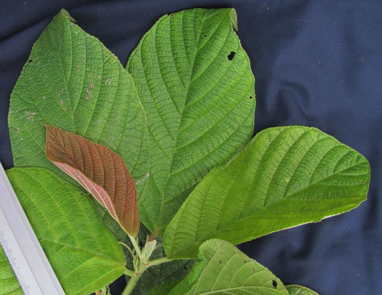 Myriocarpa longipes 16