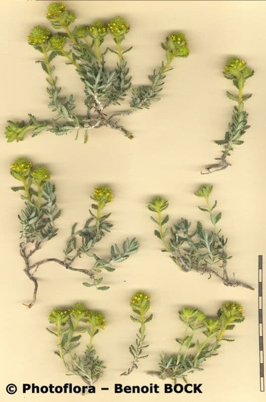 Teucrium 21