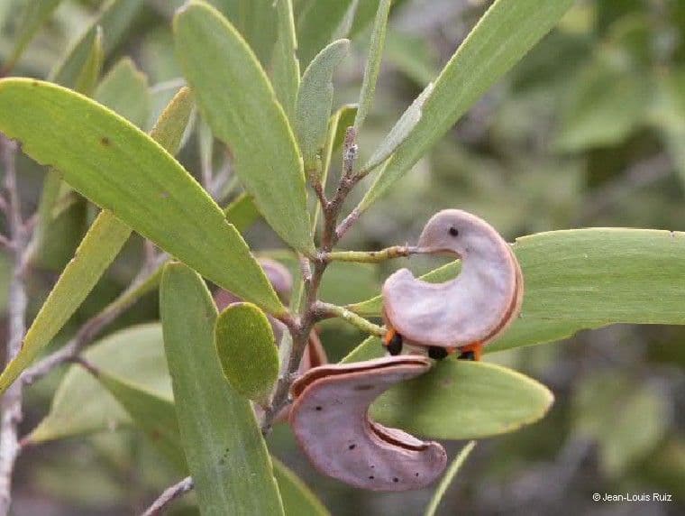 Acacia